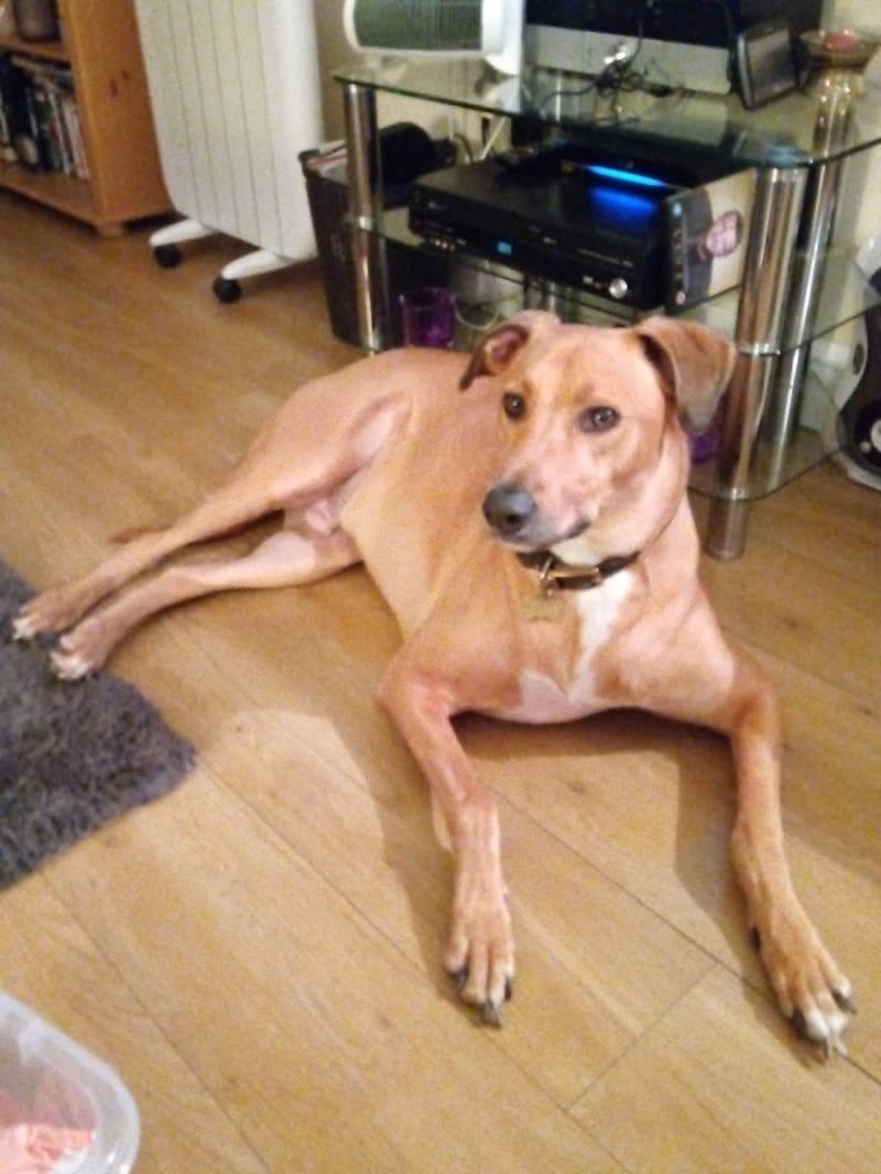 A tan short-haired lurcher lying on a wooden floor, looking at the camera