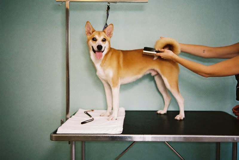 A dog standing on a grooming table being handled