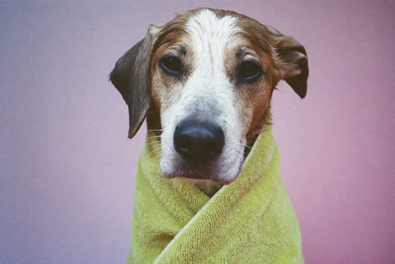 A freshly bathed dog wrapped in a towel
