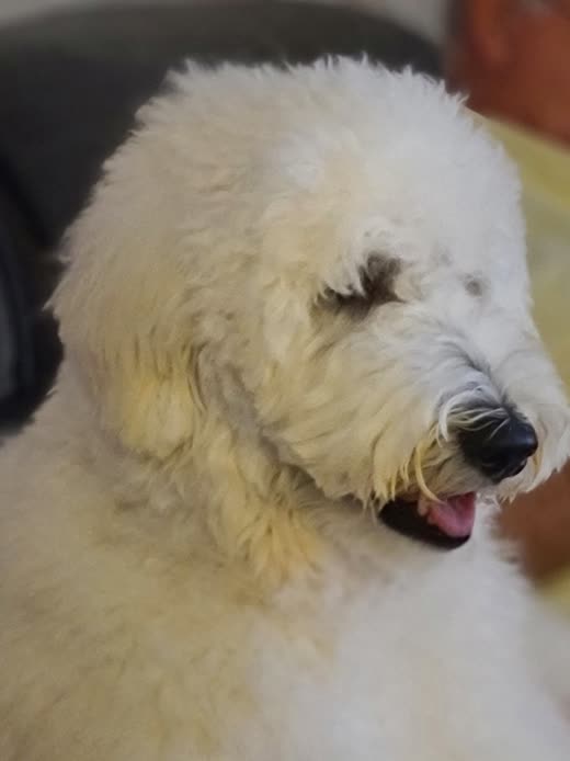 Close-up of a freshly groomed fluffy white Old English Sheepdog-type dog