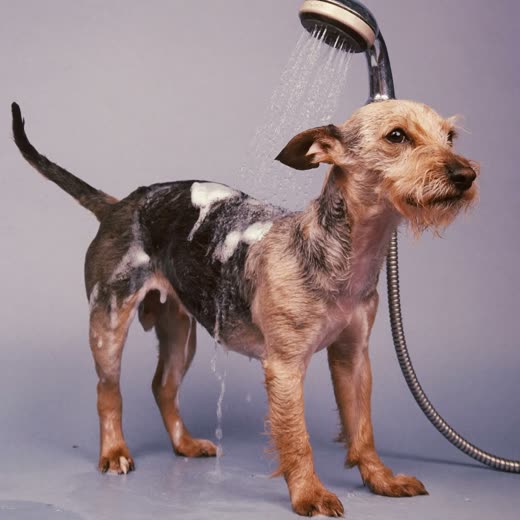 A small dog being bathed, wet coat and suds