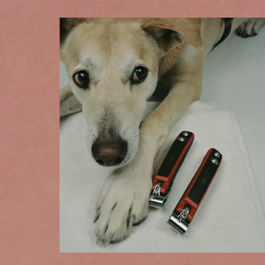 A dog's paw beside nail clippers during a nail trim