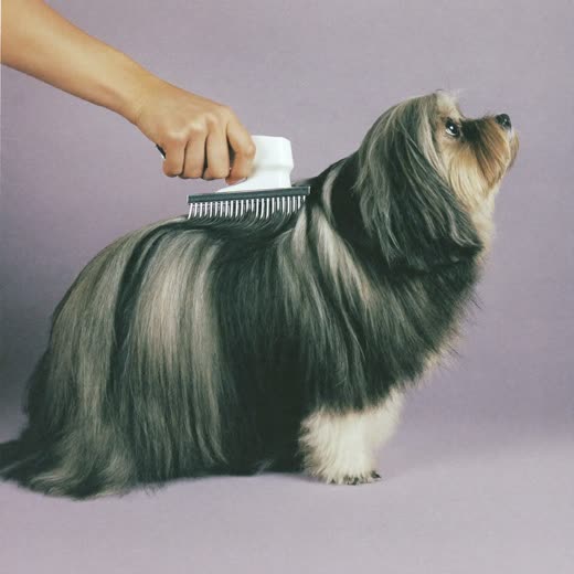 A hand brushing out the long coat of a small dog